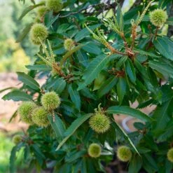 Chinese Chestnut Tree 10 Chinese Chestnut Tree -Green Plant Store Chinese Chestnut 2 FGT