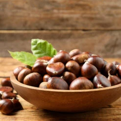 Chinese Chestnut Tree 11 Chinese Chestnut Tree -Green Plant Store Chinese Chestnut 3 FGT