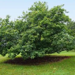 Chinese Chestnut Tree 12 Chinese Chestnut Tree -Green Plant Store Chinese Chestnut 9