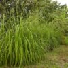 Citronella Grass (Cymbopogon Nardus) 1 Citronella Grass (Cymbopogon Nardus) -Green Plant Store Citronella GRass FGT 600x600 b10313b7 b834 4295 9524 780e9024abec