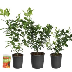 All-in-One Citrus Starter Kit -Green Plant Store Citrus Starter Kit 2
