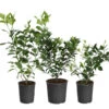 All-in-One Citrus Starter Kit -Green Plant Store Citrus Starter Kit 600x600 a6e6d96f f850 4a73 8e36 e00fab4f6ef1