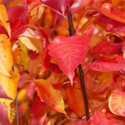 Cleveland Pear Tree -Green Plant Store Cleveland Pear 9 FGT