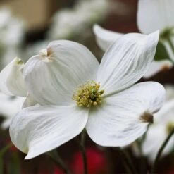 Cloud 9 Dogwood 10 Cloud 9 Dogwood -Green Plant Store Cloud 9 Dogwood 2 FGT