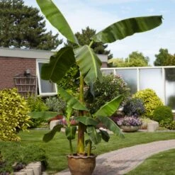 Cold Hardy Banana Tree -Green Plant Store Cold Hardy Banana Tree 1