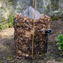 Cold Hardy Banana Tree -Green Plant Store Cold Hardy Banana Tree FGT 3