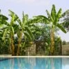 Cold Hardy Banana Tree -Green Plant Store Cold Hardy Banana Tree FGT 600x600 2d27ad16 d574 4d6a 8669 7a29af9ca83c