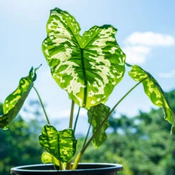 Colocasia 'Hilo Beauty' 8 Colocasia 'Hilo Beauty' -Green Plant Store Colocasia Hilo beauty 1