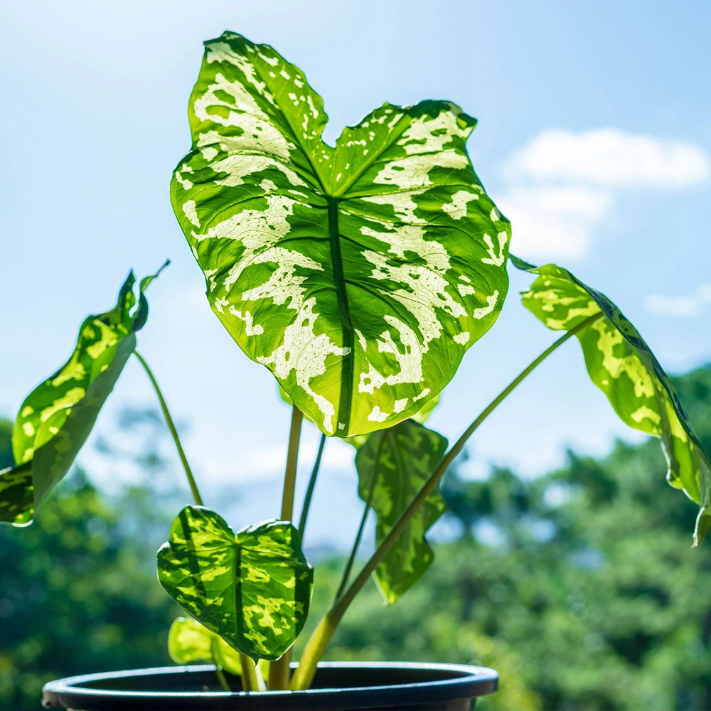 Colocasia 'Hilo Beauty' 5 Colocasia 'Hilo Beauty' - Image 3
