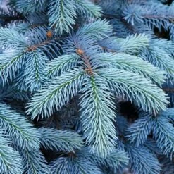 Colorado Blue Spruce Tree 9 Colorado Blue Spruce Tree -Green Plant Store Colorado BLue Spruce 1 FGT