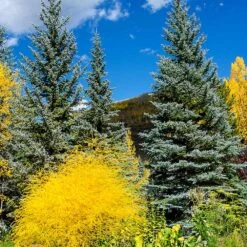 Colorado Blue Spruce Tree 8 Colorado Blue Spruce Tree -Green Plant Store Colorado BLue Spruce 4 FGT
