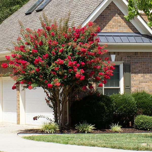 Colorama™ Scarlet Crape Myrtle Tree 3 Colorama™ Scarlet Crape Myrtle Tree