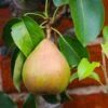 Comice Pear Tree 1 Comice Pear Tree -Green Plant Store Comice Pear FGT 600x600 da8c147f 7e2c 456b bf4b 233d3af77291