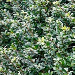 Compacta Japanese Holly Shrub -Green Plant Store Compacta Holly 2