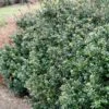 Compacta Japanese Holly Shrub -Green Plant Store Compacta Holly 600x600 e05b0316 28ef 4fcf 94c4 5087edca450f