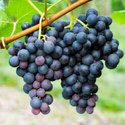 Concord Grape -Green Plant Store Concord Grape 1 FGT