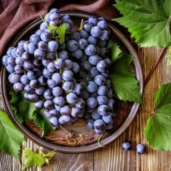 Concord Grape -Green Plant Store Concord Grape 6 FGT