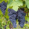Concord Grape -Green Plant Store Concord Grape FGT 600x600 61ee2f7c 1132 4389 bd32 7ea523eaa51e