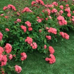 Coral Drift® Rose -Green Plant Store Coral Drift Rose 2 FGT