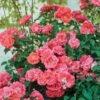 Coral Drift® Rose 2 Coral Drift® Rose -Green Plant Store Coral Drift Rose FGT 600x600 7aa61bda abb9 40dd 8f10 9dd3d5869106