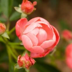 Coral Knock Out® Rose Shrub -Green Plant Store Coral Knockout Rose 2 FGT