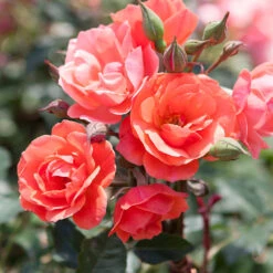 Coral Knock Out® Rose Tree -Green Plant Store Coral Knockout Rose Tree 1