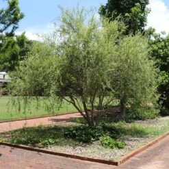 Corkscrew Willow Tree -Green Plant Store Corkscrew Willow 1