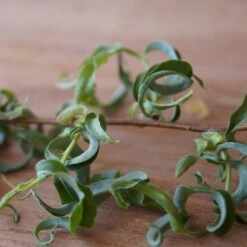 Corkscrew Willow Tree -Green Plant Store Corkscrew Willow 2