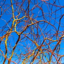 Corkscrew Willow Tree -Green Plant Store Corkscrew Willow 6