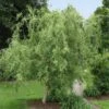 Corkscrew Willow Tree 2 Corkscrew Willow Tree -Green Plant Store Corkscrew Willow FGT 600x600 98e00d96 a189 43b0 87e6 dd2ecee62aac