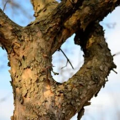 Cornelian Cherry Dogwood Tree -Green Plant Store Cornelian Cherry Dogwood