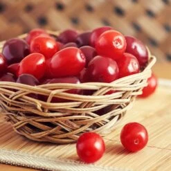 Cornelian Cherry Dogwood Tree -Green Plant Store Cornelian Cherry Dogwood 1 FGT