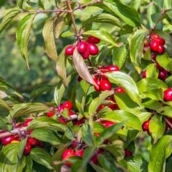 Cornelian Cherry Dogwood Tree -Green Plant Store Cornelian Cherry Dogwood 2 FGT