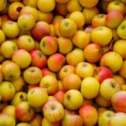 Cox's Orange Pippin Apple Tree -Green Plant Store Coxs Orange Pippen 2