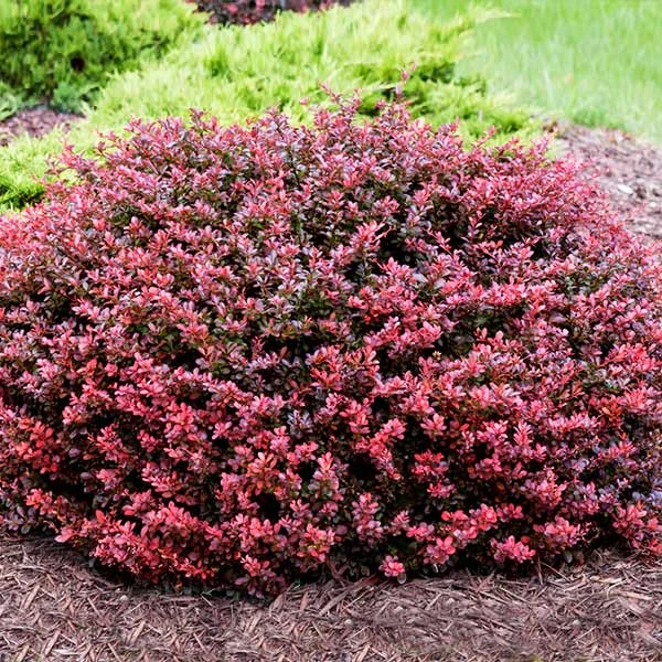 Crimson Pygmy Barberry Shrub 4 Crimson Pygmy Barberry Shrub - Image 2