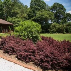 Crimson Fire™ Loropetalum 9 Crimson Fire™ Loropetalum -Green Plant Store Crimson Fire Loropetalum 3