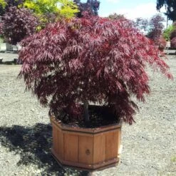 Crimson Queen Japanese Maple -Green Plant Store Crimson Queen Japanese Maple 1