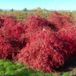 Crimson Queen Japanese Maple -Green Plant Store Crimson Queen Japanese Maple 2