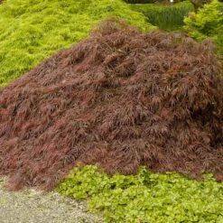 Green Plant Store -Green Plant Store Crimson Queen Japanese Maple 4