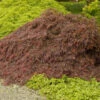 Crimson Queen Japanese Maple -Green Plant Store Crimson Queen Japanese Maple 600x600 dc66bb60 ab31 44c4 a83f 883484bc6db2