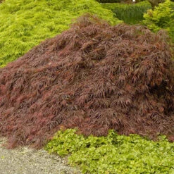 Green Plant Store 6 Crimson Queen Japanese Maple