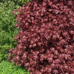 Crimson Sentry Norway Maple Tree -Green Plant Store Crimson Sentry Maple 2 FGT