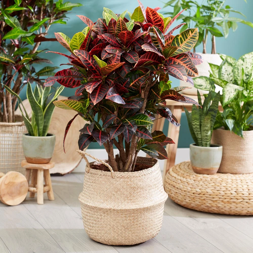 Sunset Hues House Plant Kit 8 Sunset Hues House Plant Kit - Image 6