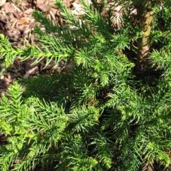 Black Dragon Cryptomeria -Green Plant Store Cryptomeria Black Dragon 3