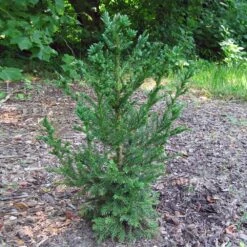 Black Dragon Cryptomeria -Green Plant Store Cryptomeria Black Dragon 4