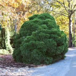 Cryptomeria 'Globosa Nana' Shrub 10 Cryptomeria 'Globosa Nana' Shrub -Green Plant Store Cryptomeria Radicans 1 5a013f2a 9f79 4f42 98de 73ba60d03d17