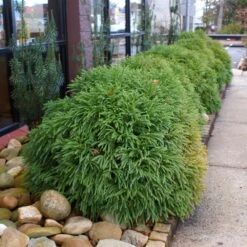 Cryptomeria 'Globosa Nana' Shrub 11 Cryptomeria 'Globosa Nana' Shrub -Green Plant Store Cryptomeria Radicans 2 3165d994 5f65 4559 9565 a9ab498ac1dd