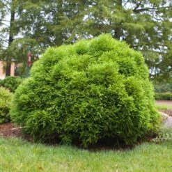 Cryptomeria 'Globosa Nana' Shrub 12 Cryptomeria 'Globosa Nana' Shrub -Green Plant Store Cryptomeria Radicans 3