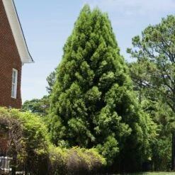 Cryptomeria Radicans -Green Plant Store Cryptomeria Radicans 5