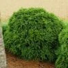 Cryptomeria 'Globosa Nana' Shrub 2 Cryptomeria 'Globosa Nana' Shrub -Green Plant Store Cryptomeria Radicans 600x600 99218423 fc21 4960 9e8d 861b80f63d4c